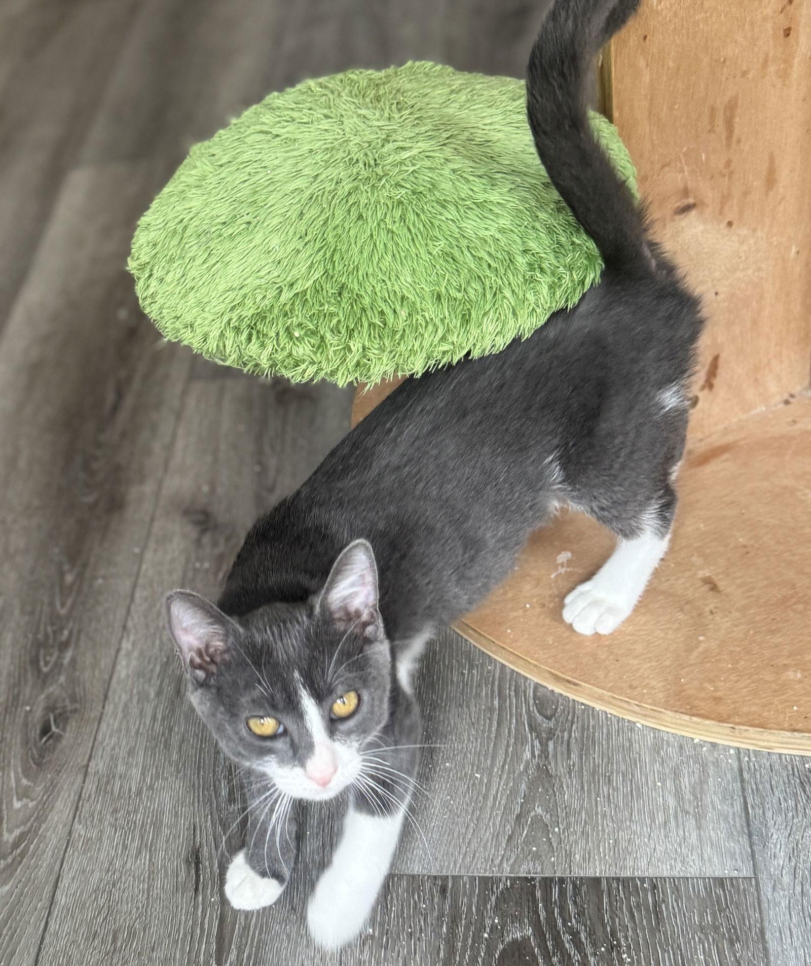 Enlarge Alice, a Adoptable Domestic Short Hair in Seal Beach, CA image 2/3