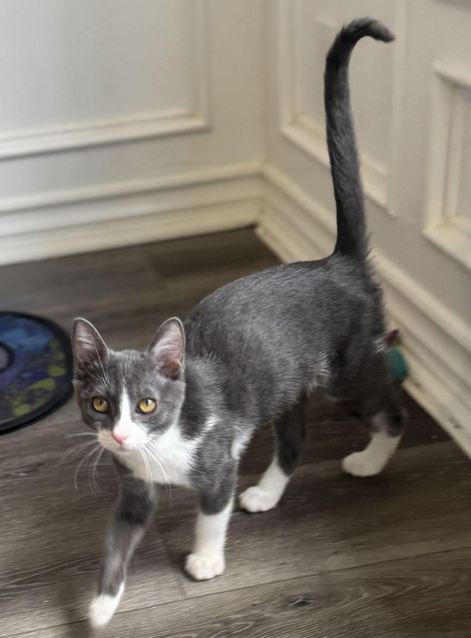 Enlarge Alice, a Adoptable Domestic Short Hair in Seal Beach, CA image 3/3