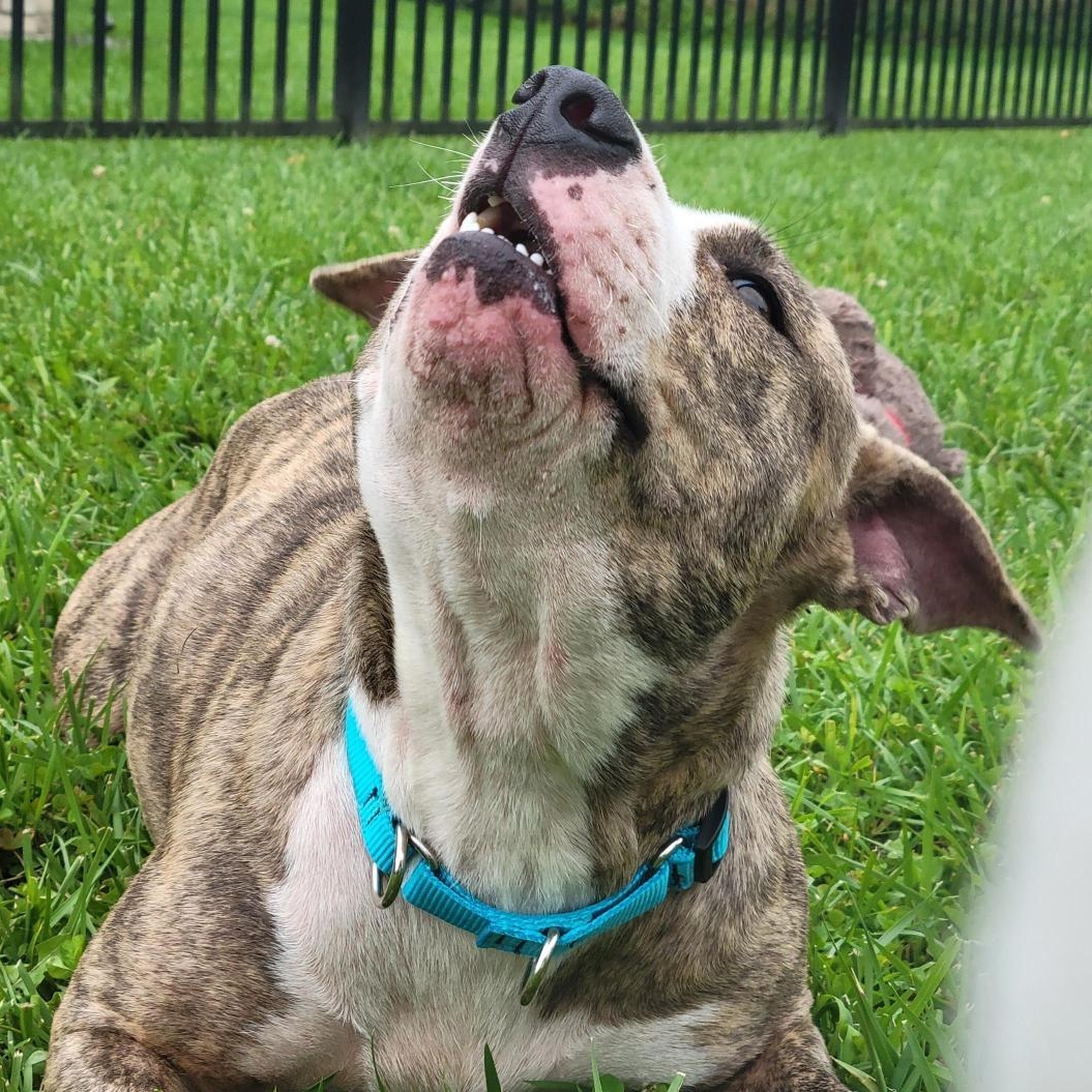 Enlarge Maeve, a ADOPTABLE Mixed Breed in Cooperstown, NY image 5/5