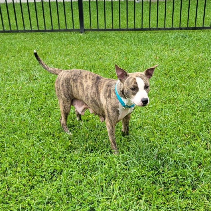 Enlarge Maeve, a ADOPTABLE Mixed Breed in Cooperstown, NY image 2/5