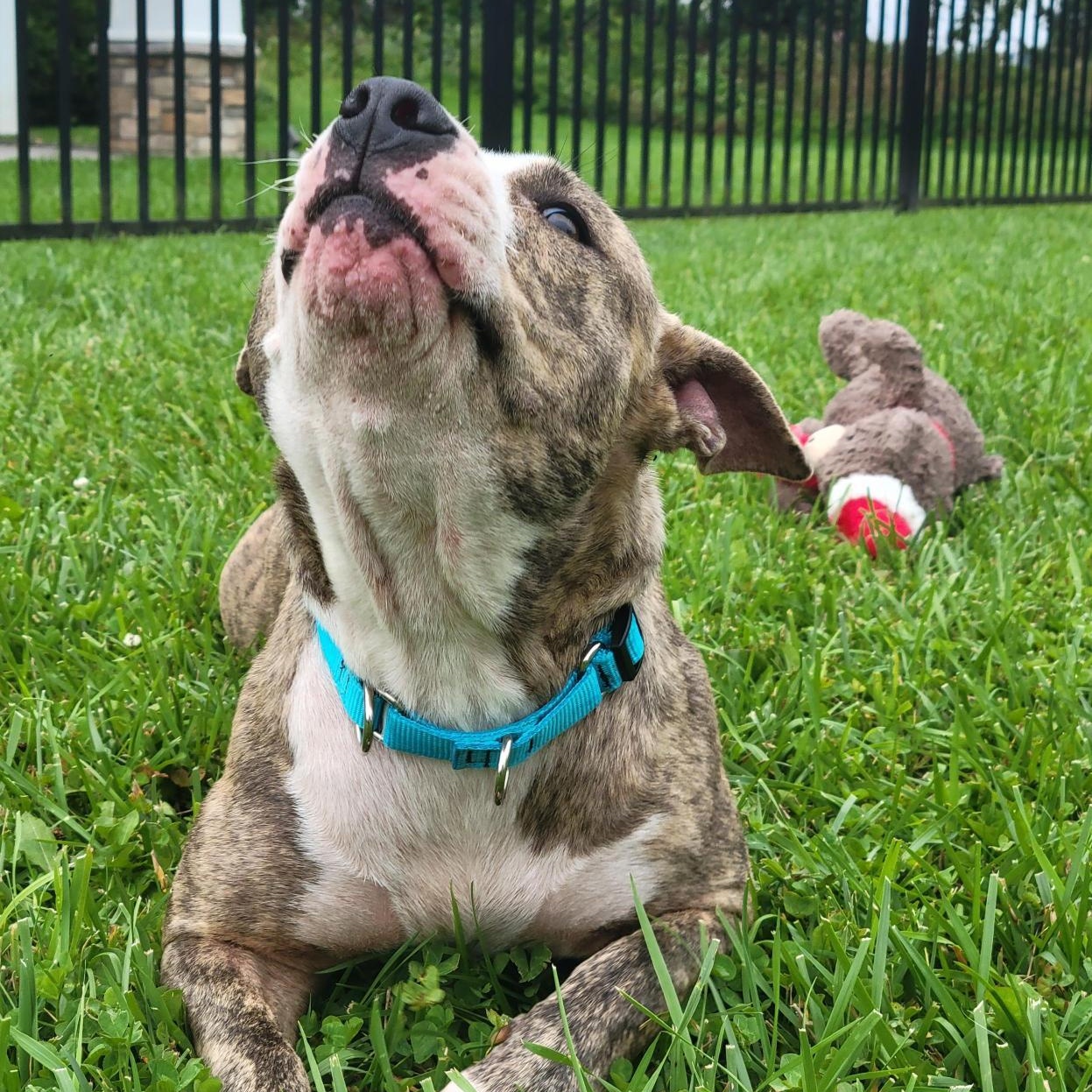 Maeve, ADOPTABLE, Young Female Mixed Breed.