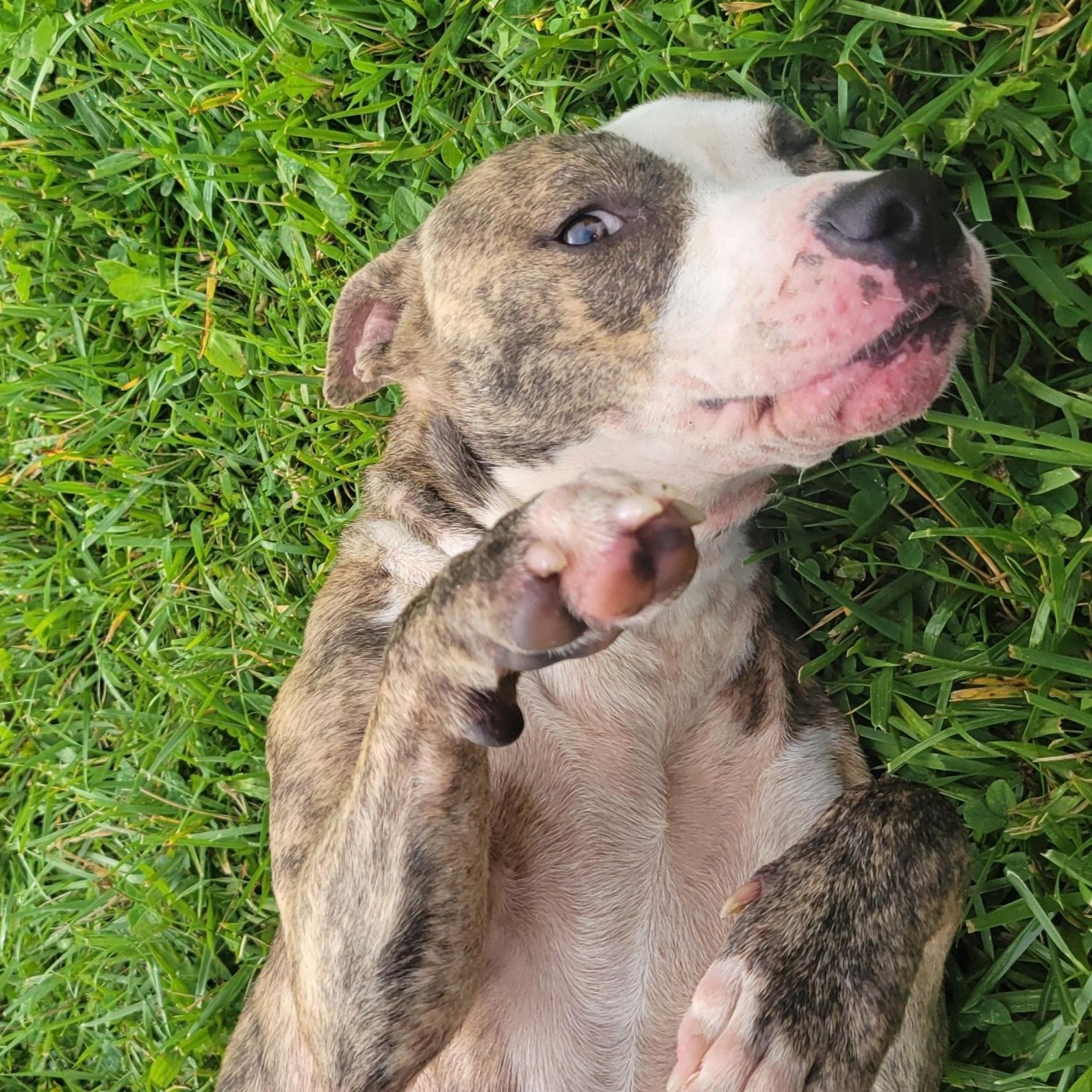 Enlarge Maeve, a ADOPTABLE Mixed Breed in Cooperstown, NY image 3/5