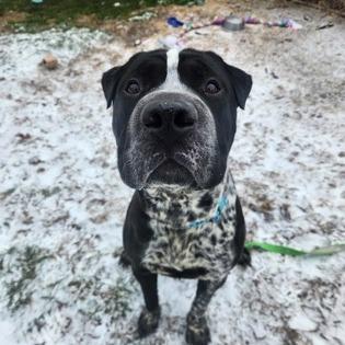 Soul, Adoptable, Young Male Shar-Pei & Pit Bull Terrier.