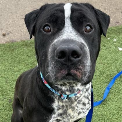 Soul, a Adoptable mixed breed in Indianapolis, IN image 3/4