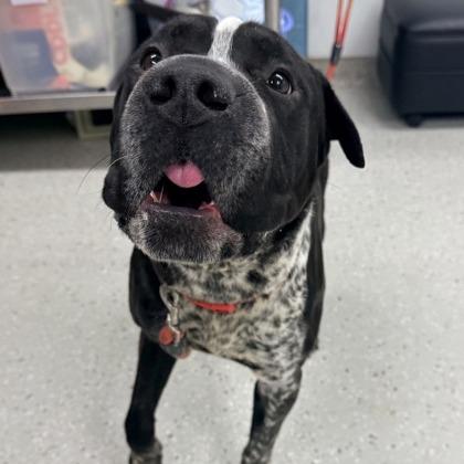 Soul, a Adoptable mixed breed in Indianapolis, IN image 4/4