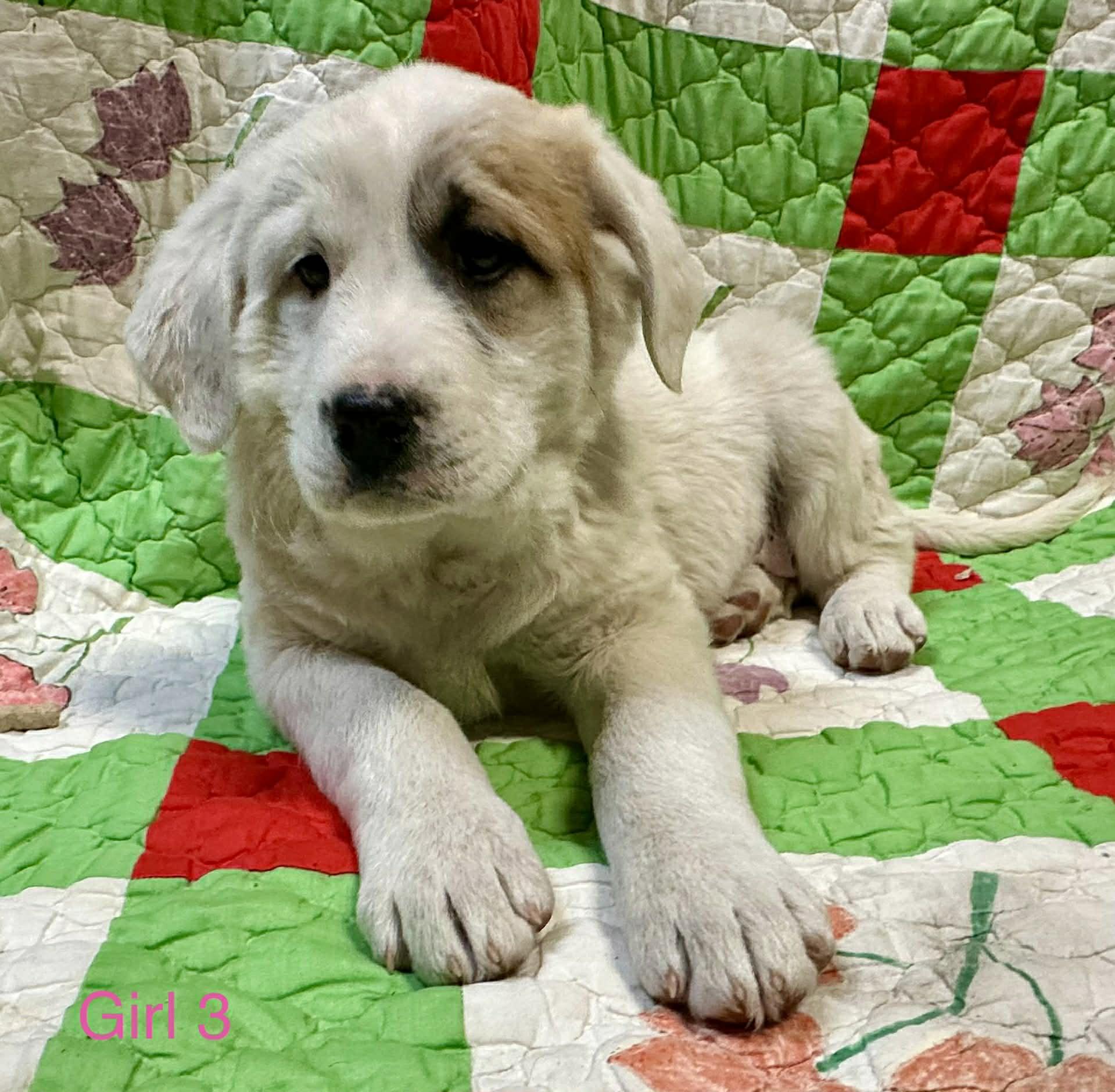 Jennie Jackpot — thumbnail 2