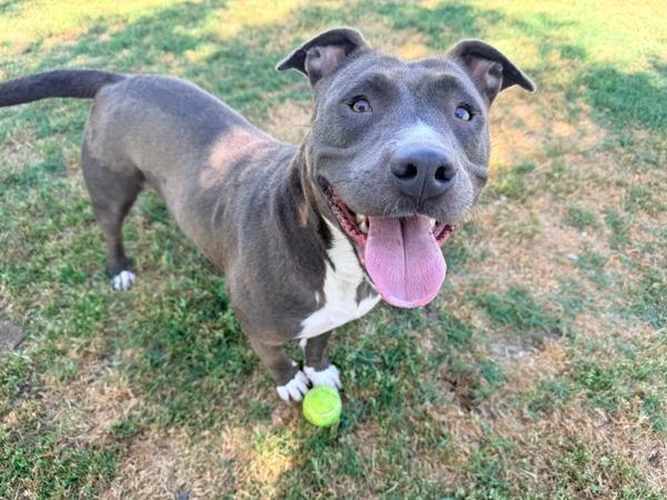 Enlarge Diva, a Adoptable mixed breed in Tulare, CA image 1/1
