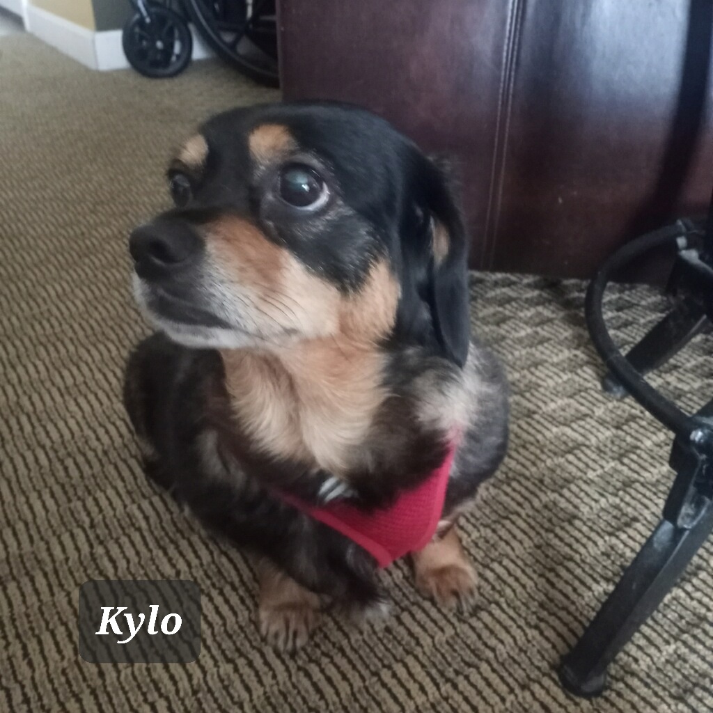 KYLO, Adult Male Dachshund