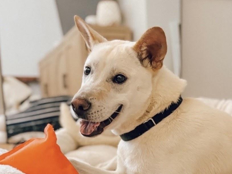 Fresca, ADOPTABLE, Young Female Husky.