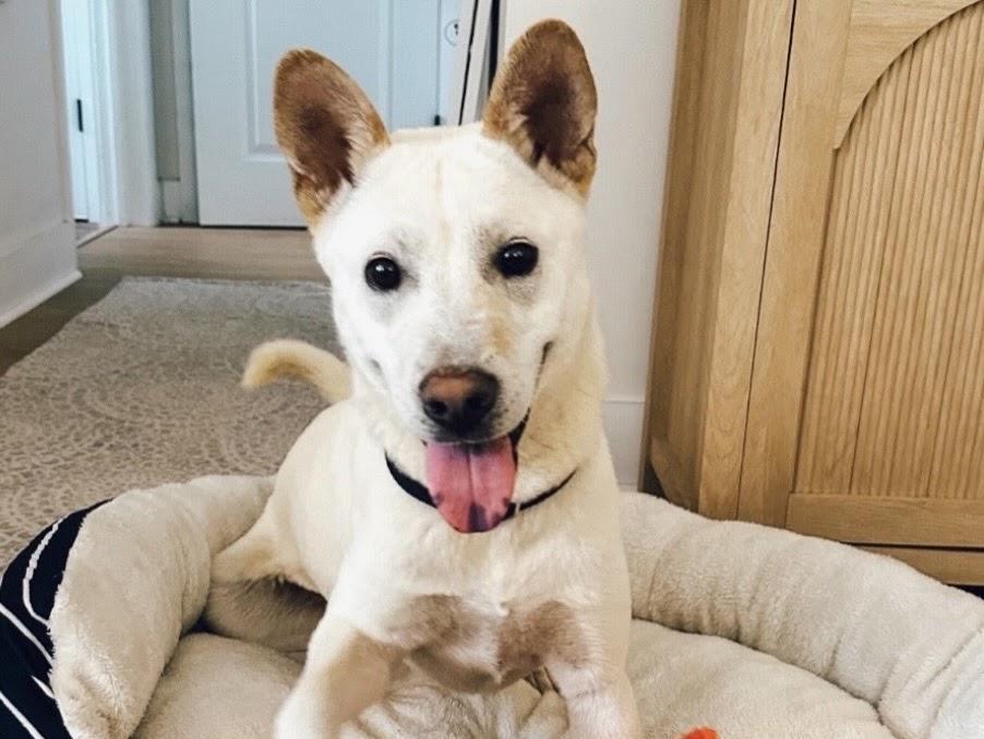 Enlarge Fresca, a ADOPTABLE mixed breed in tampa, FL image 2/2