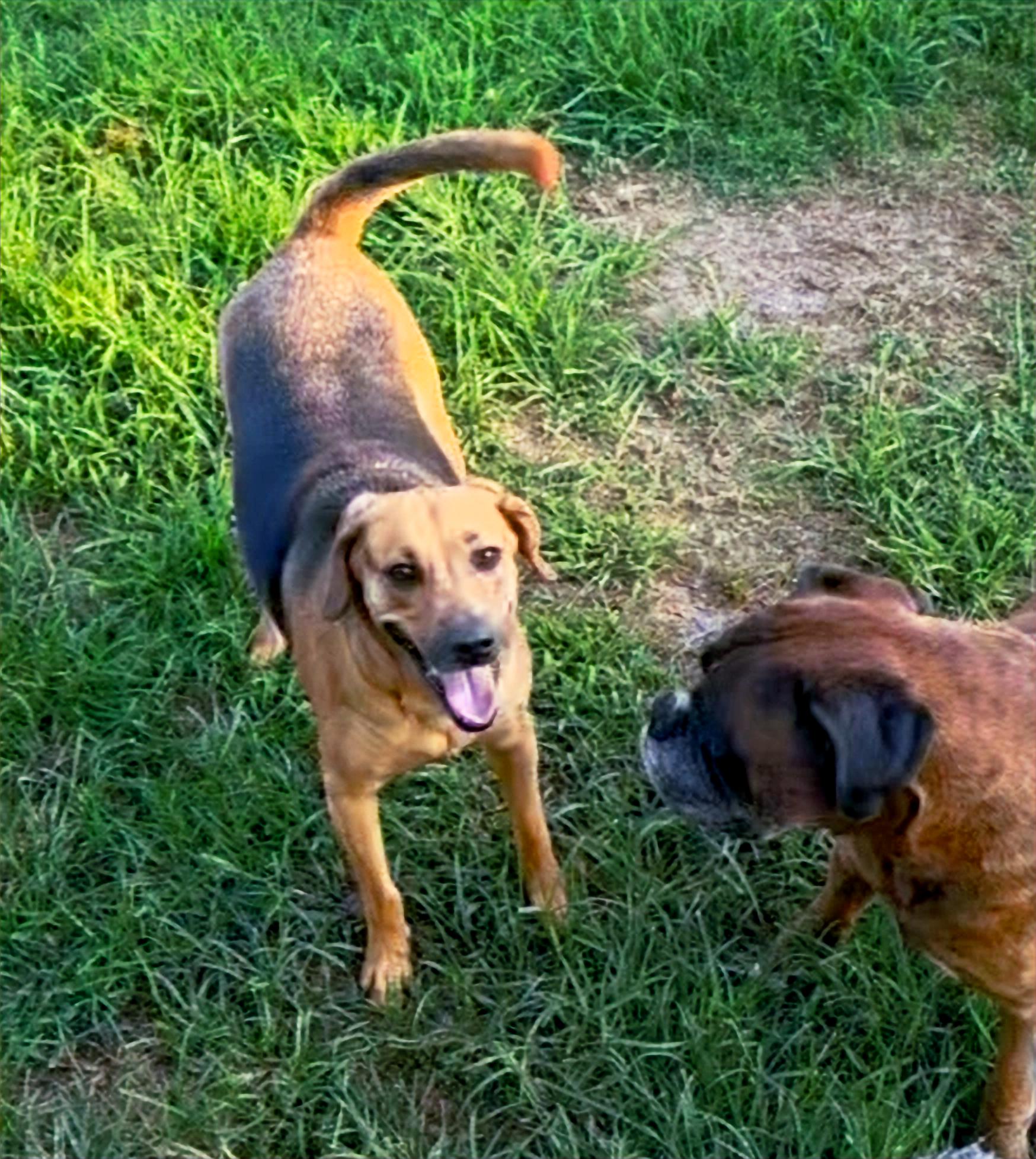 Roxie, a Adoptable mixed breed in Columbia, KY image 1/5