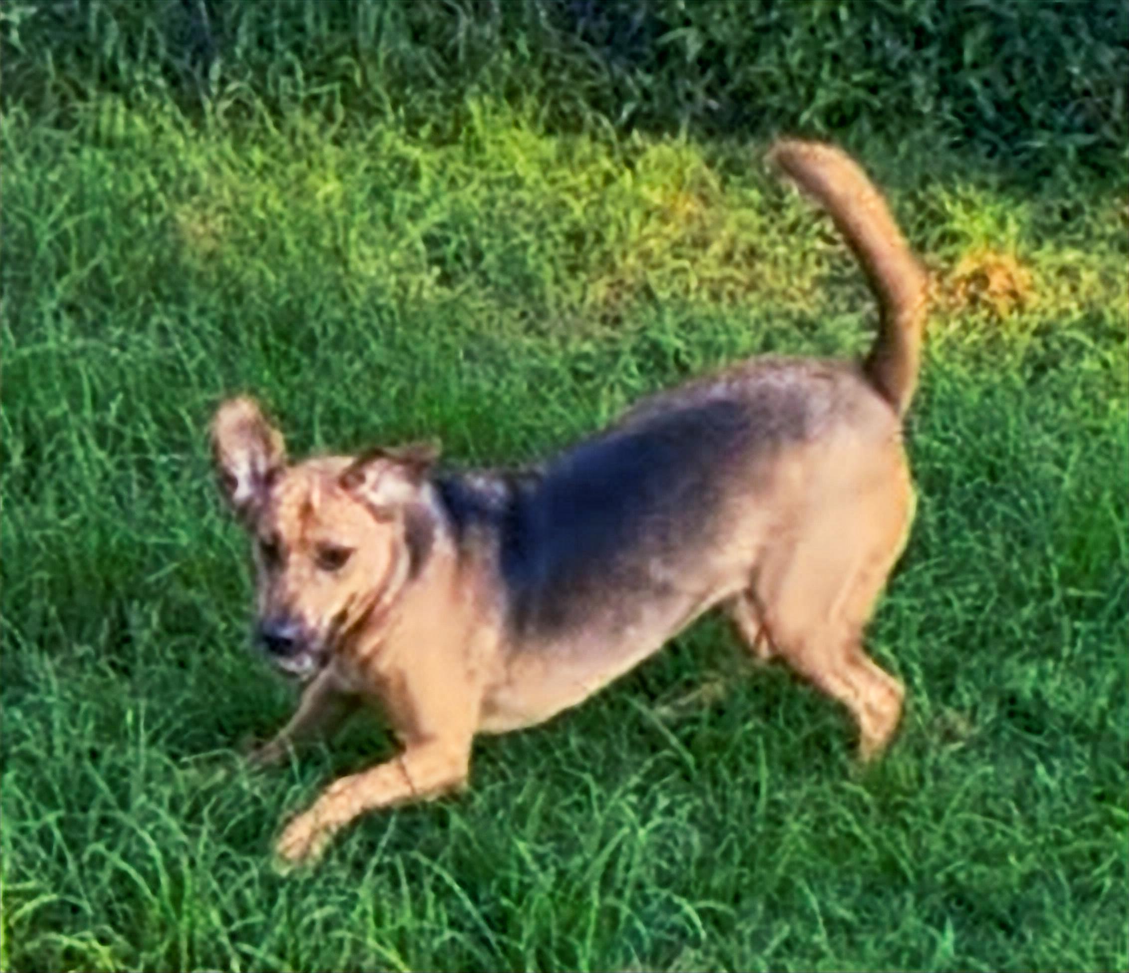 Roxie, a Adoptable mixed breed in Columbia, KY image 2/5