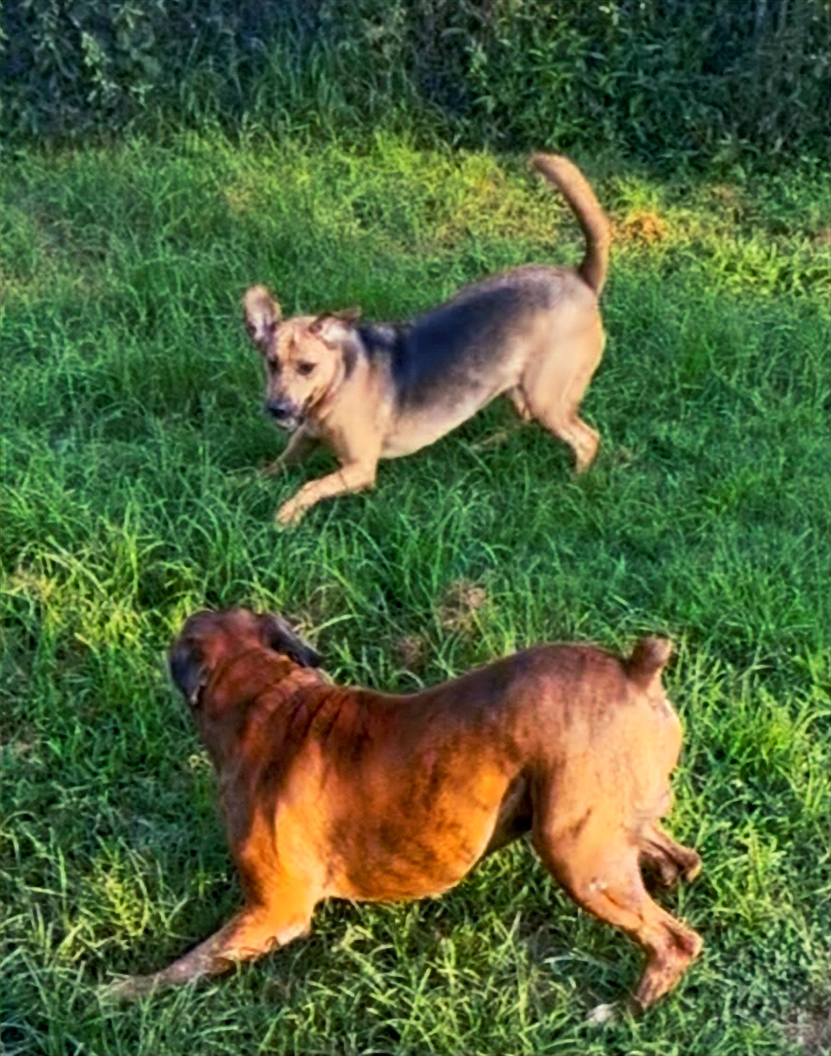 Roxie, a Adoptable mixed breed in Columbia, KY image 3/5