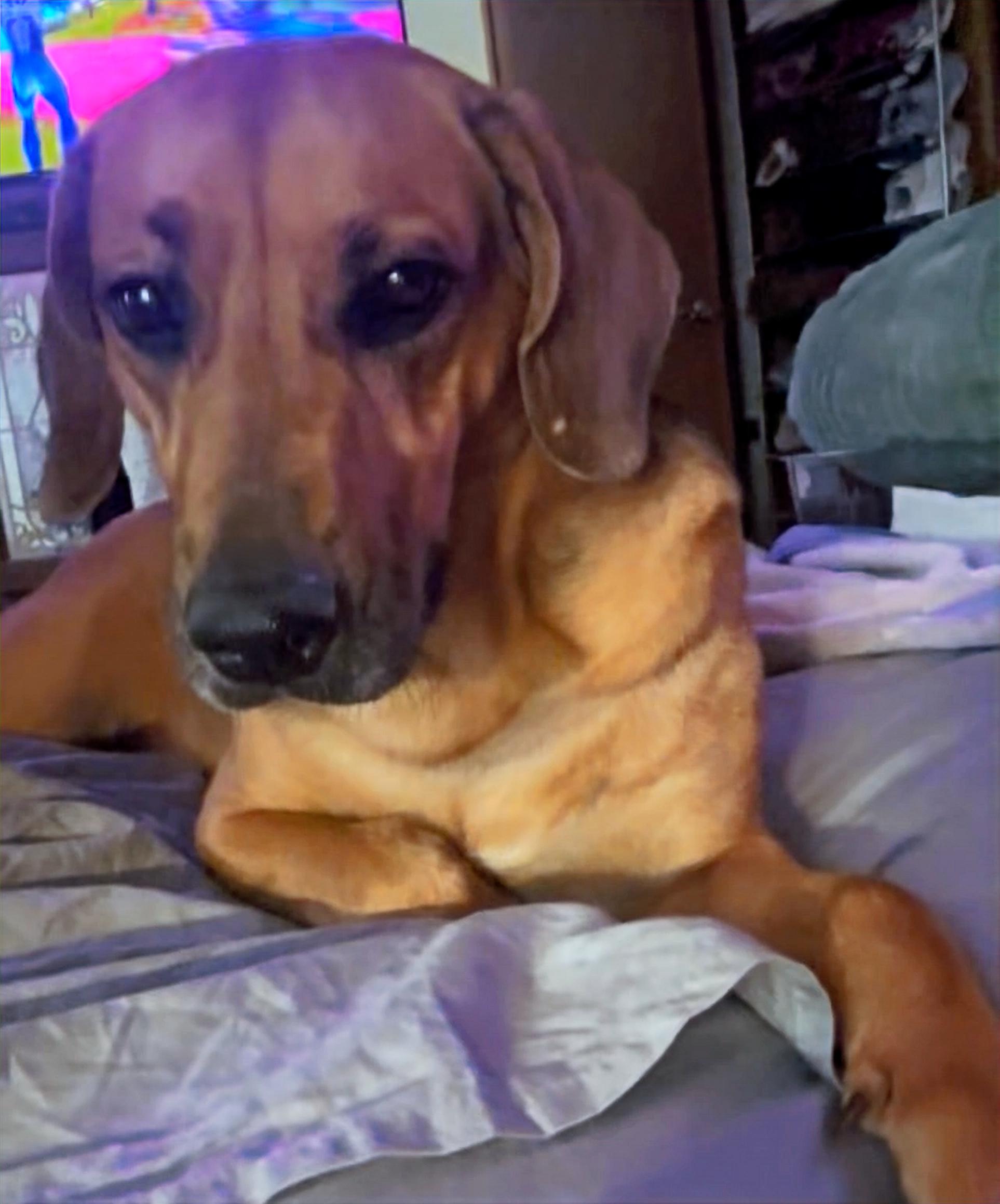 Roxie, Adoptable, Adult Female Hound.