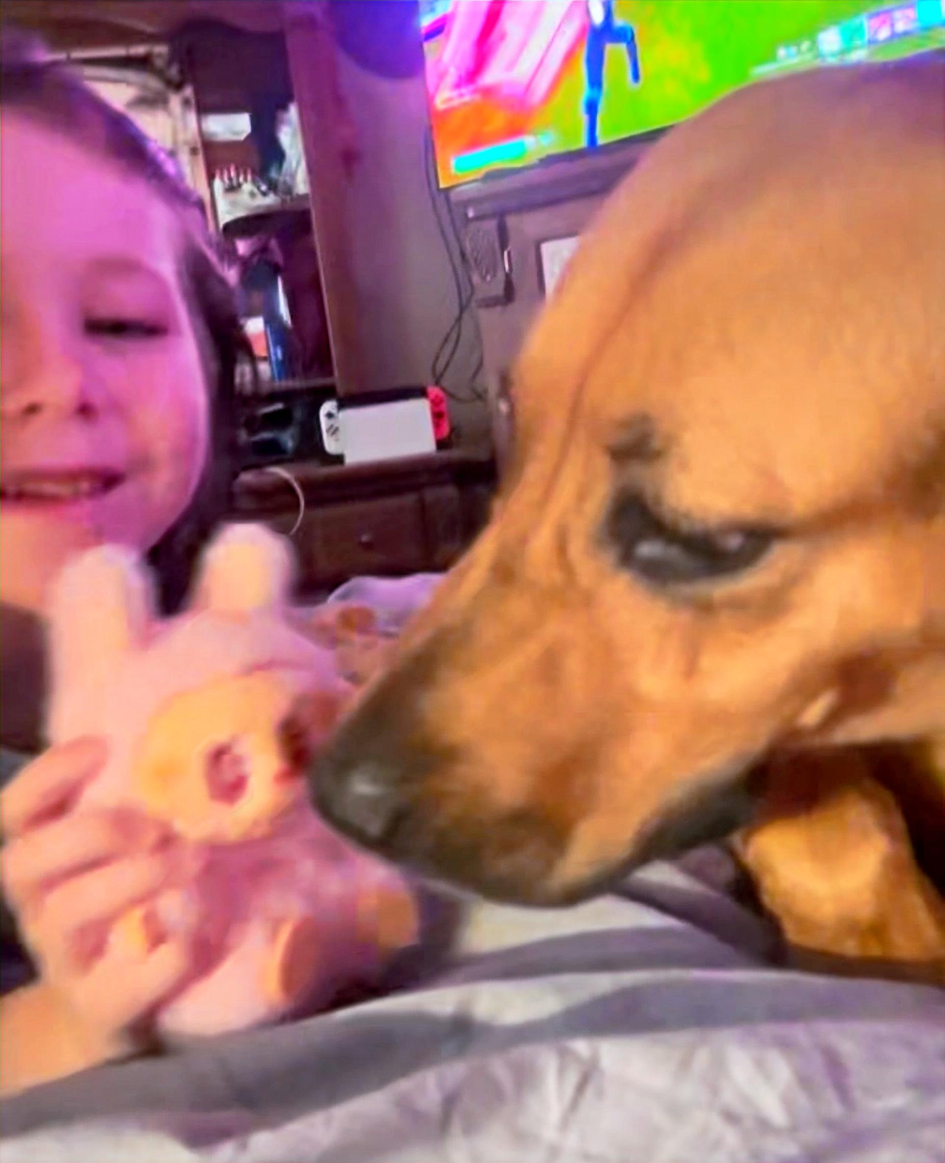 Roxie, a Adoptable mixed breed in Columbia, KY image 5/5