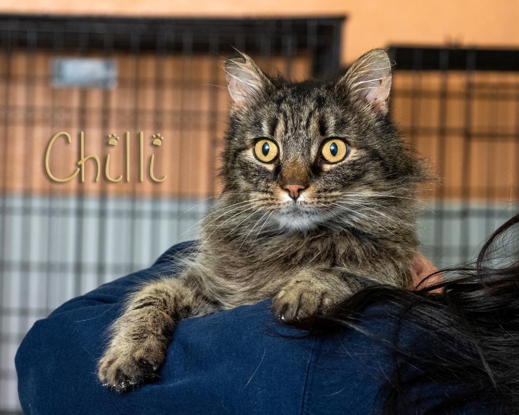 Chilli, ADOPTABLE, Adult Male Domestic Long Hair.