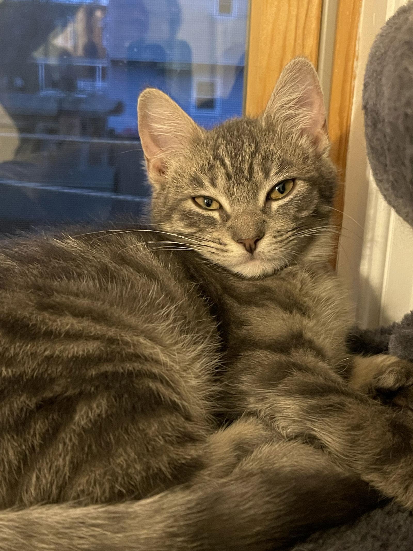 Enlarge BINX ~ Adoption Pending!!, a Adopted Extra-Toes Cat / Hemingway Polydactyl in Oakhurst, NJ image 1/3