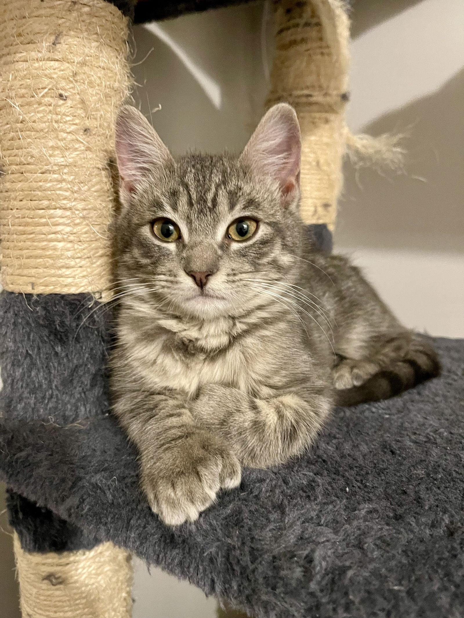 Enlarge BINX ~ Adoption Pending!!, a Adopted Extra-Toes Cat / Hemingway Polydactyl in Oakhurst, NJ image 2/3