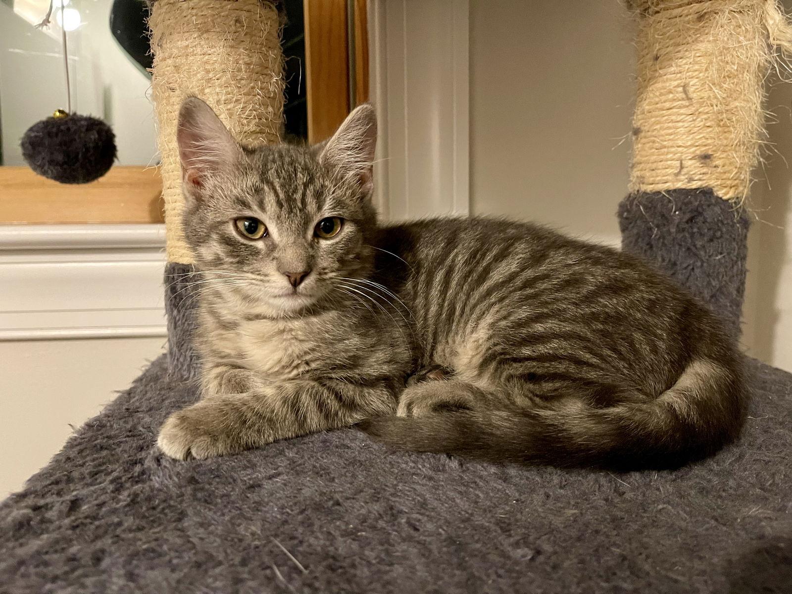 Enlarge BINX ~ Adoption Pending!!, a Adopted Extra-Toes Cat / Hemingway Polydactyl in Oakhurst, NJ image 3/3