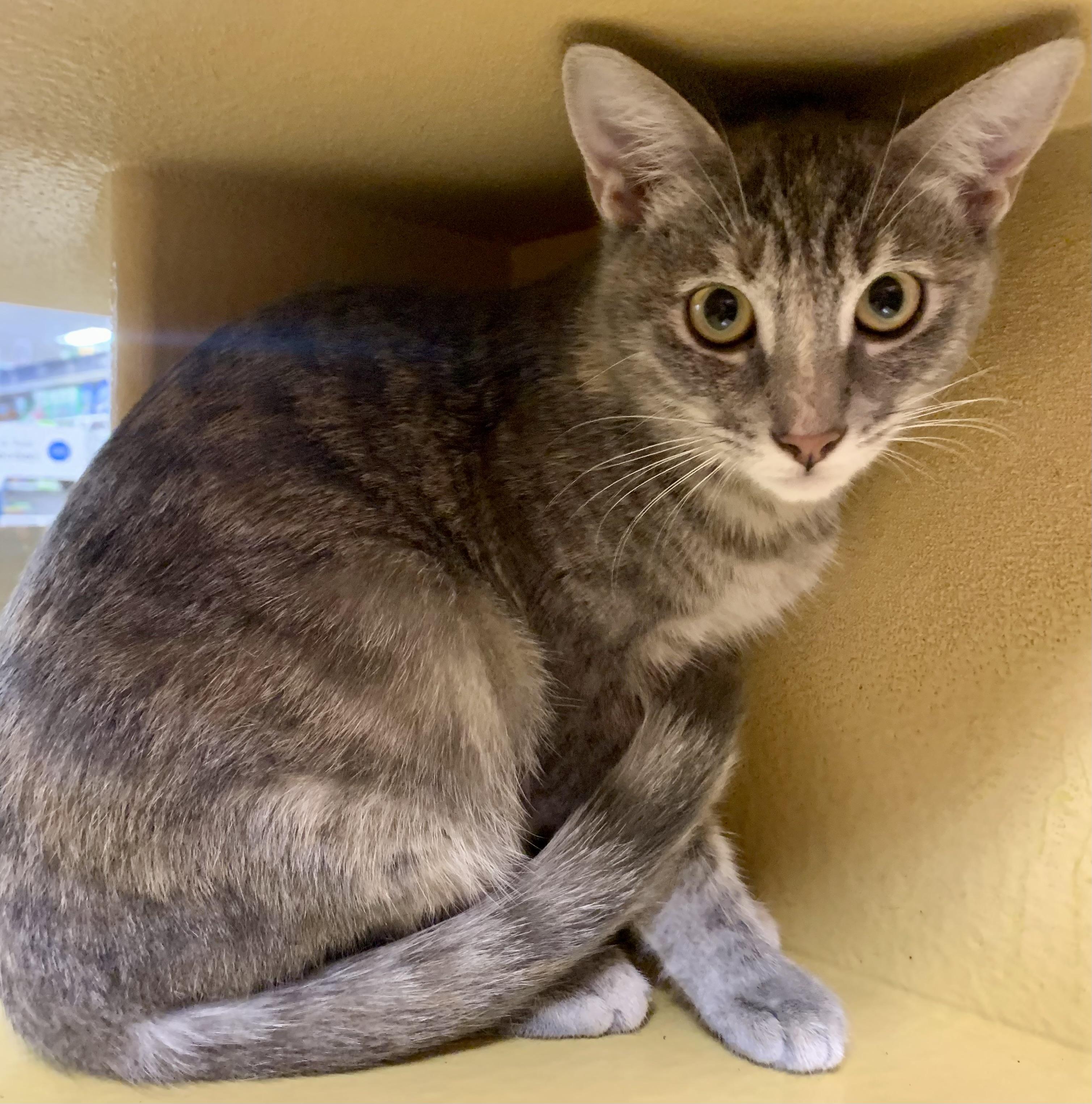 Enlarge Rosemary, a ADOPTABLE mixed breed in San Jose, CA image 3/3