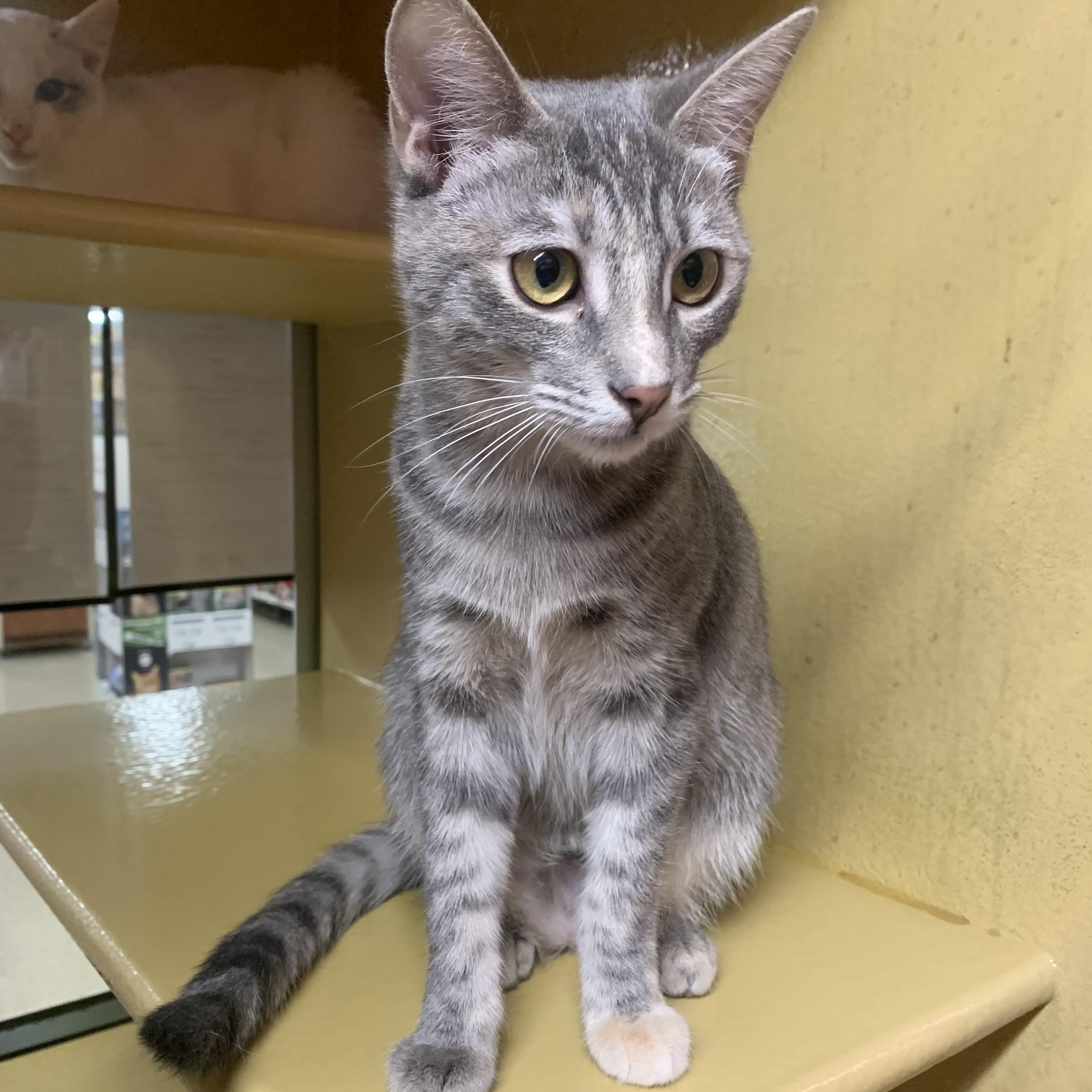 Enlarge Rosemary, a ADOPTABLE mixed breed in San Jose, CA image 2/3