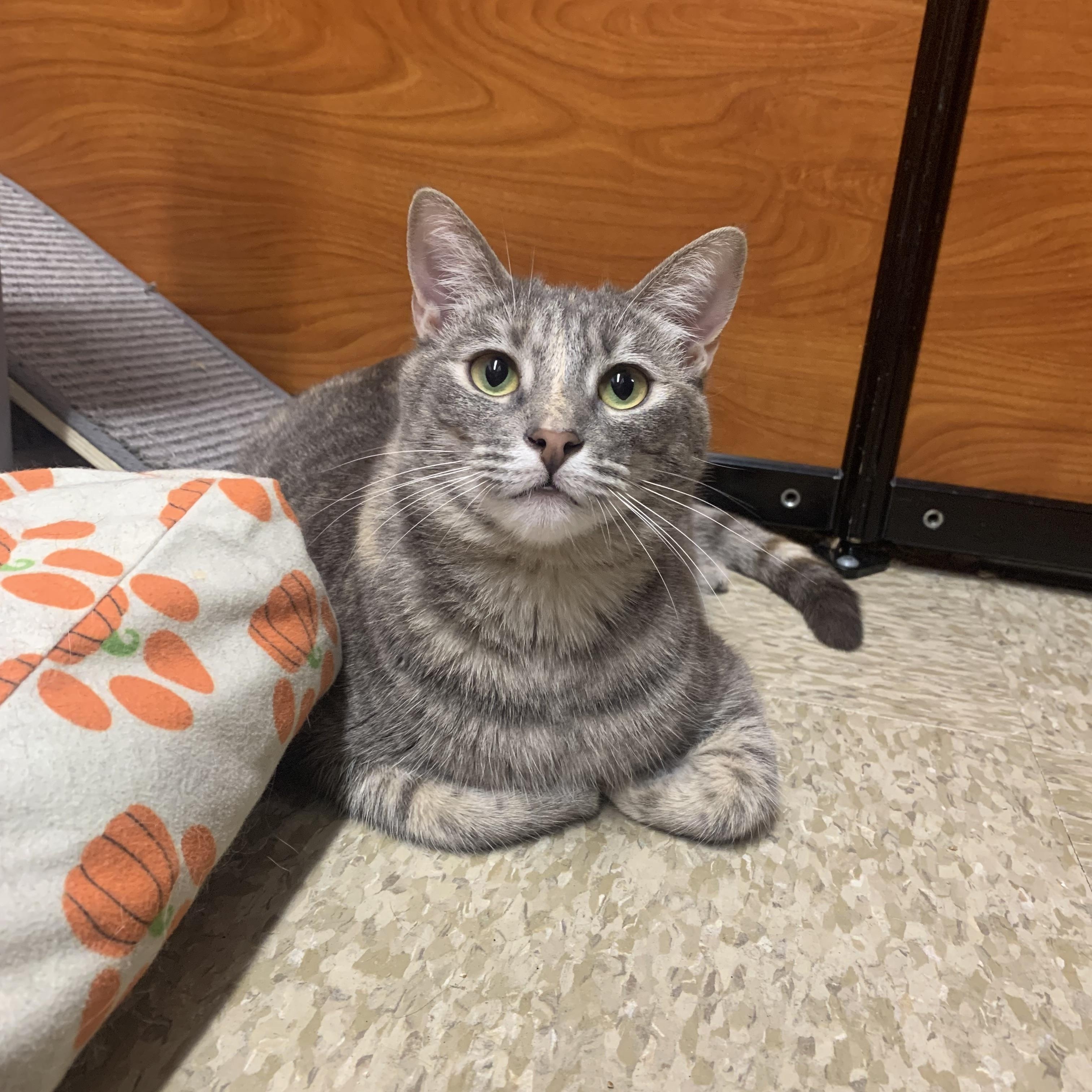 Rosemary, ADOPTABLE, Young Female Domestic Short Hair.