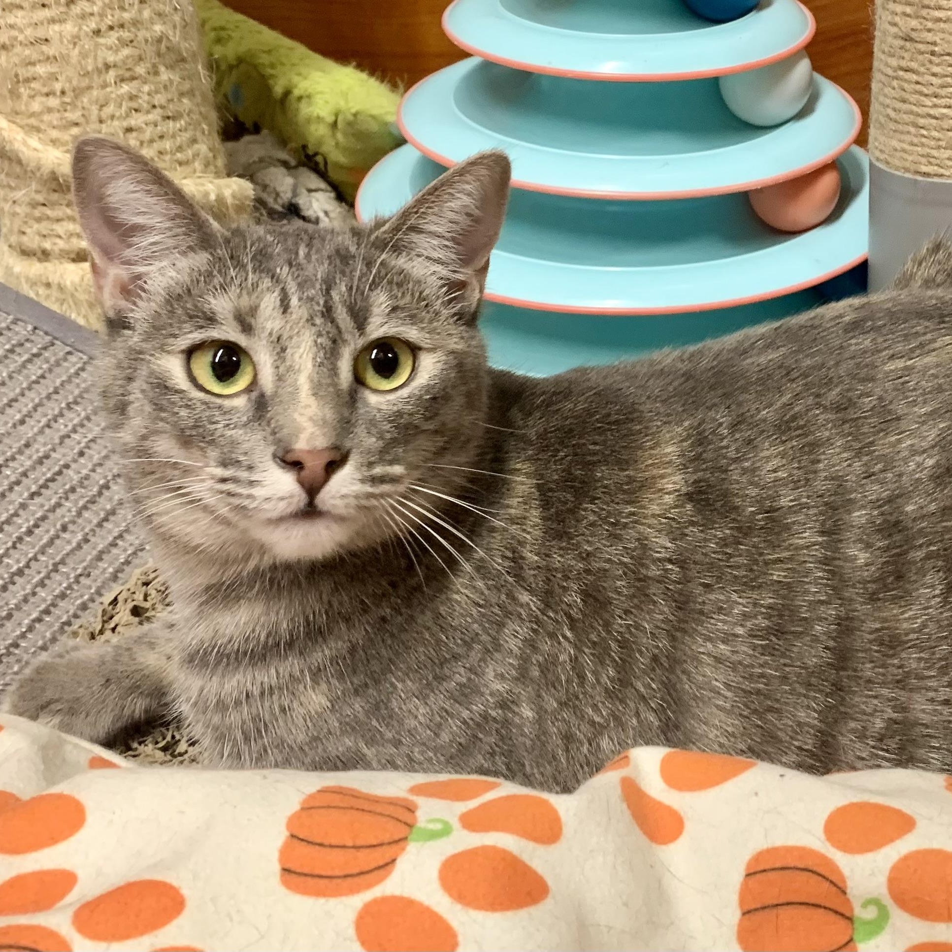 Enlarge Rosemary, a ADOPTABLE mixed breed in San Jose, CA image 1/4