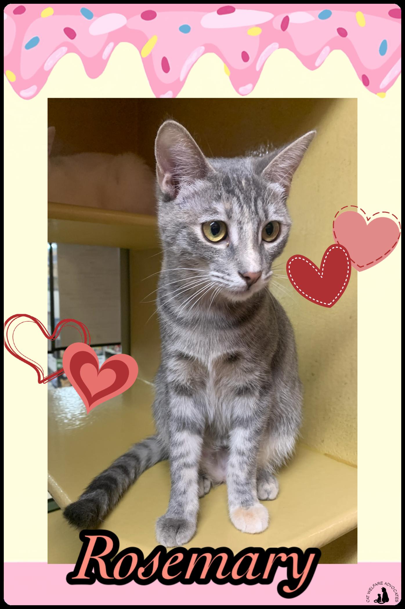 Rosemary, ADOPTABLE, Young Female Domestic Short Hair.