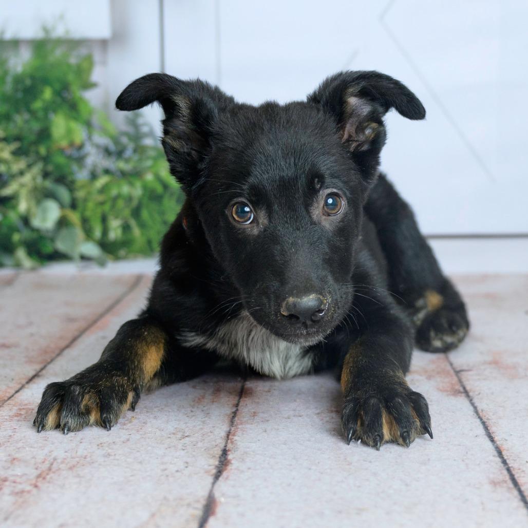 Enlarge 473 (2026) Roman, a Adoptable mixed breed in Parker, CO image 1/6