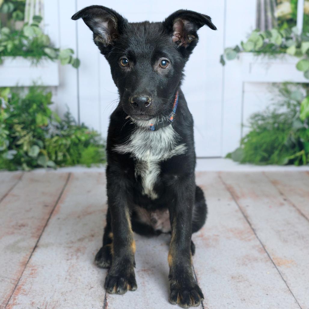 Enlarge 473 (2026) Roman, a Adoptable mixed breed in Parker, CO image 2/6