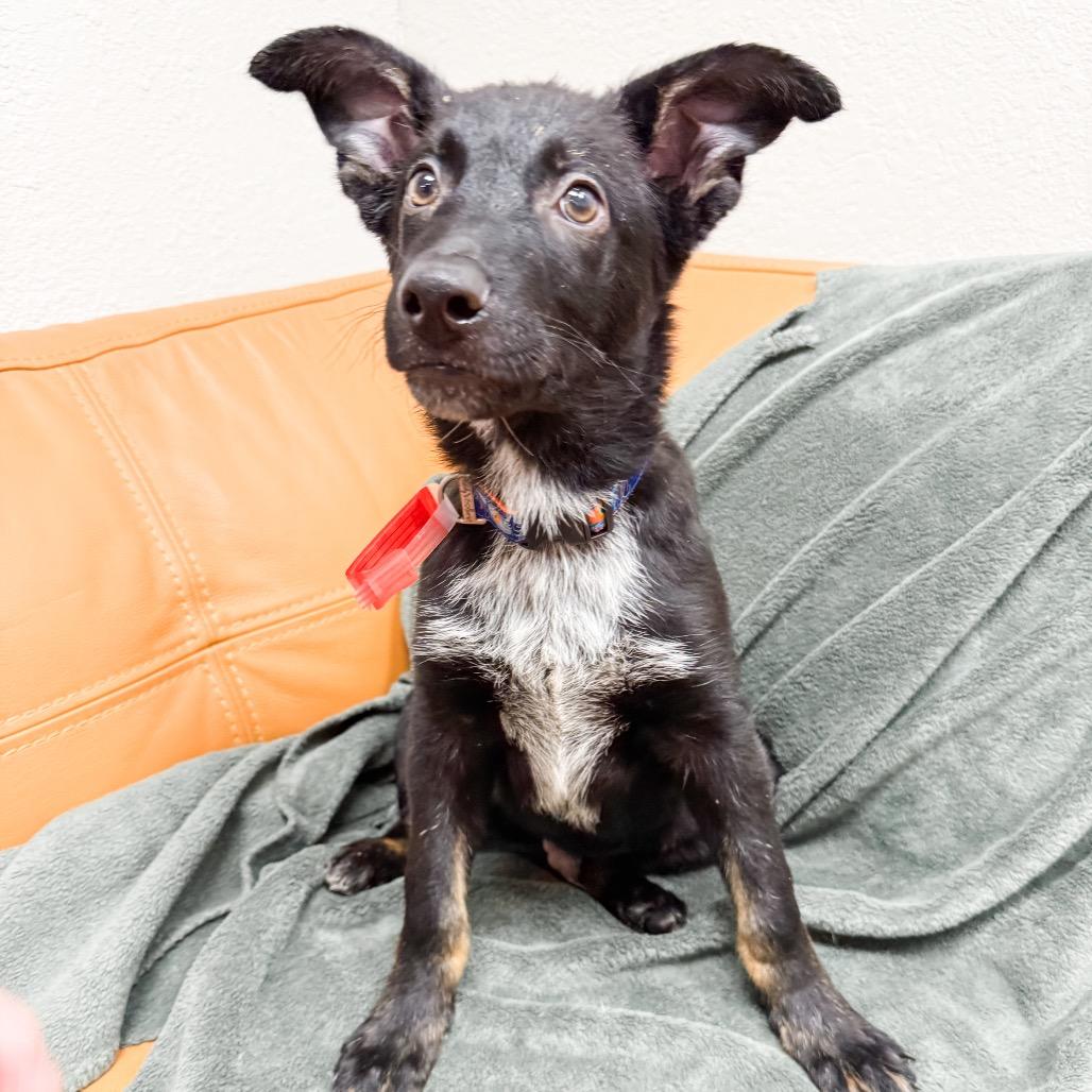 Enlarge 473 (2026) Roman, a Adoptable mixed breed in Parker, CO image 3/6