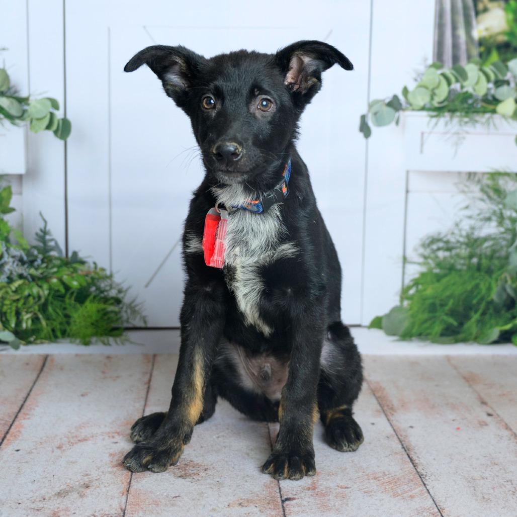 Enlarge 473 (2026) Roman, a Adoptable mixed breed in Parker, CO image 4/6