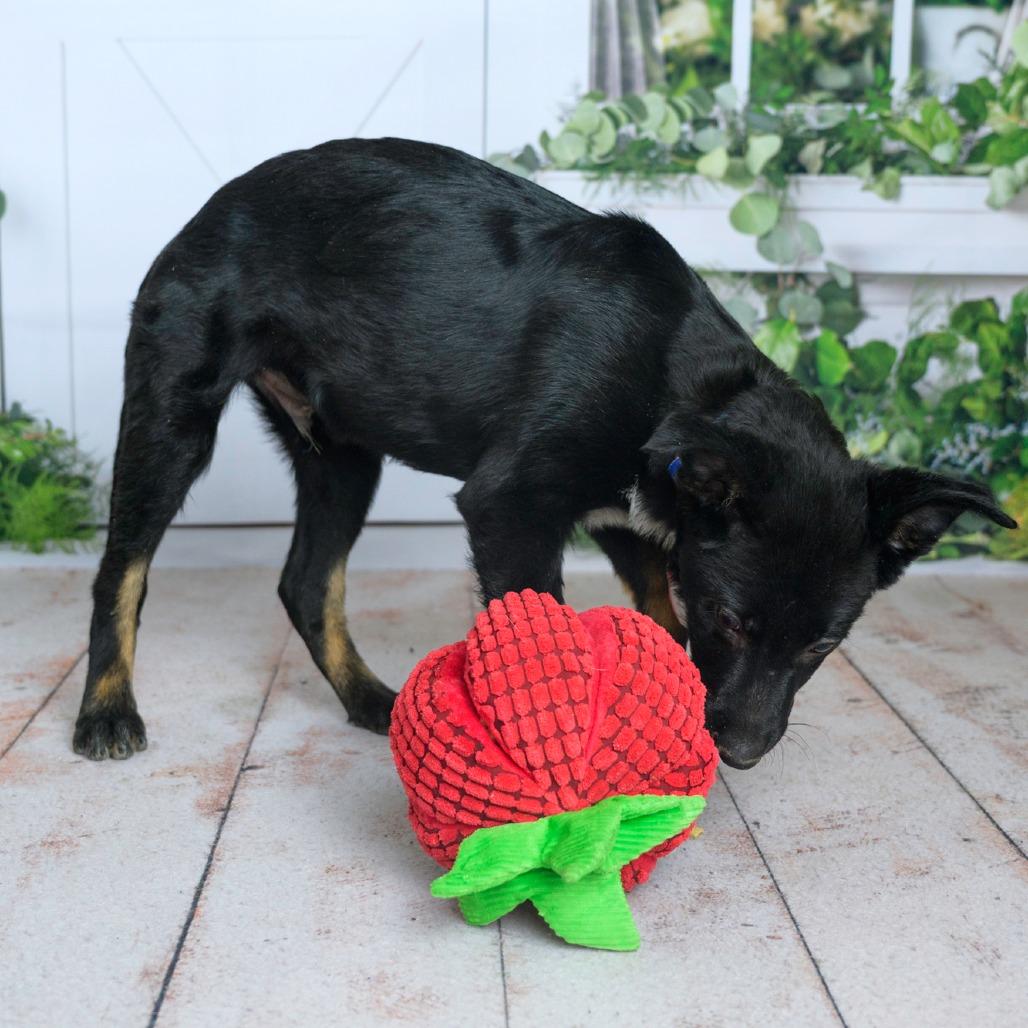 Enlarge 473 (2026) Roman, a Adoptable mixed breed in Parker, CO image 5/6