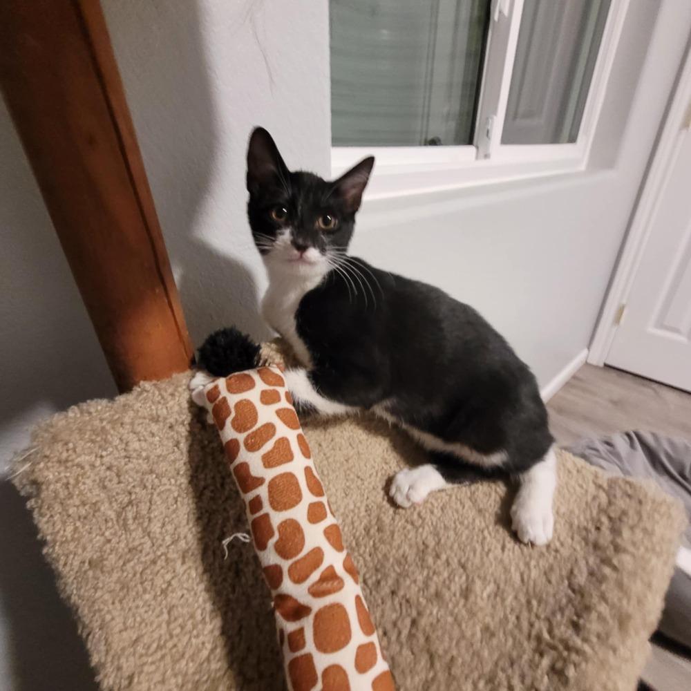 Leo, Adoptable, Young Male Domestic Short Hair.