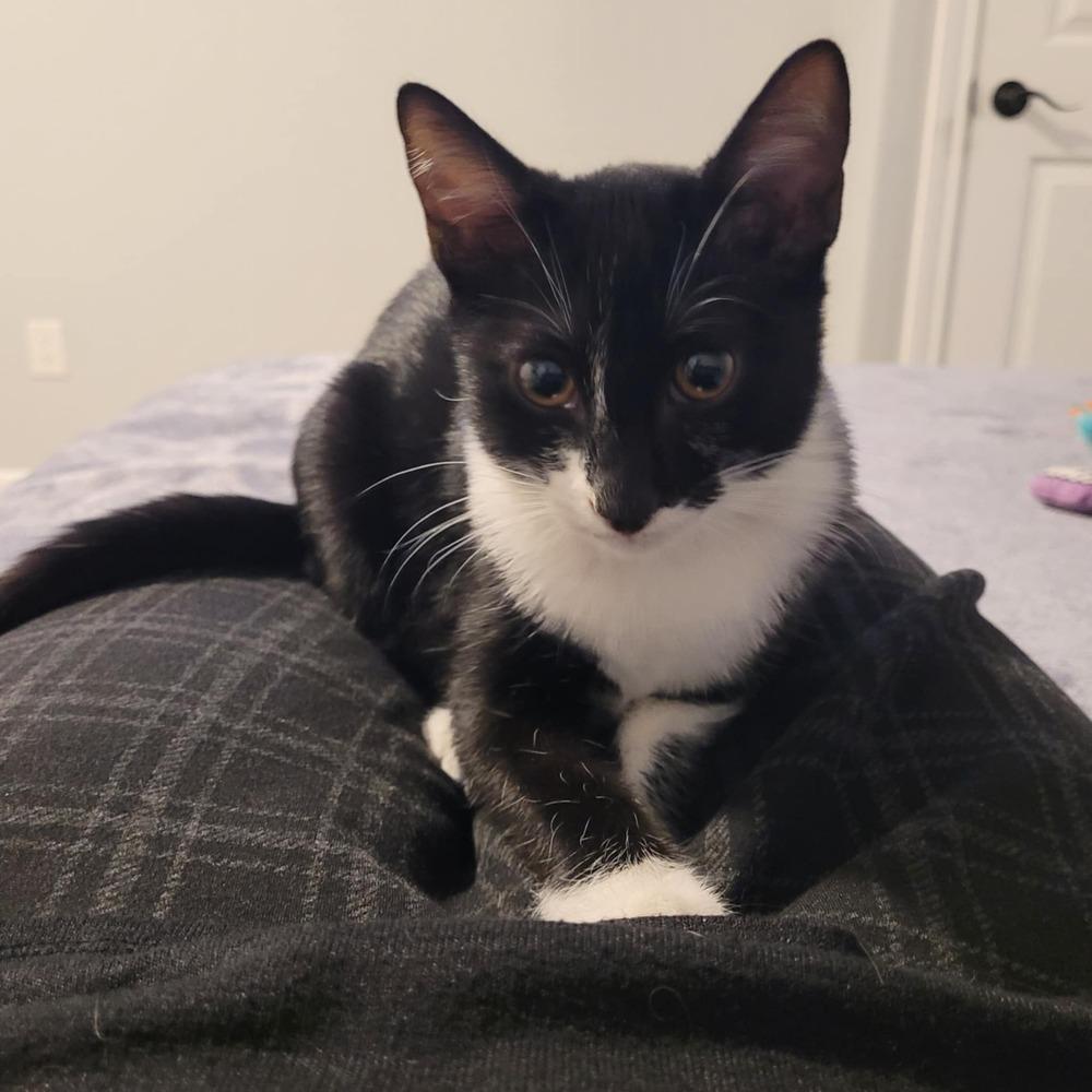 Leo, a Adoptable mixed breed in Sedalia, CO image 2/3