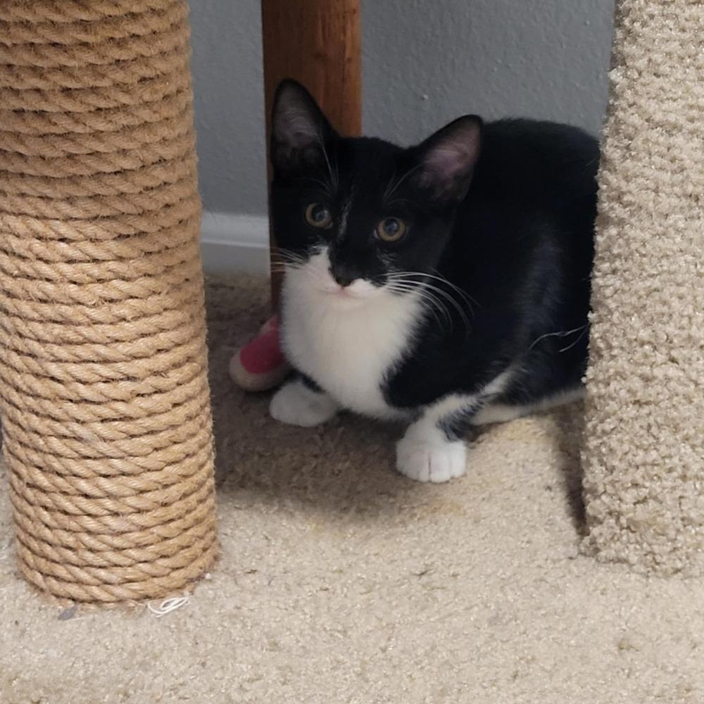 Leo, a Adoptable mixed breed in Sedalia, CO image 3/3