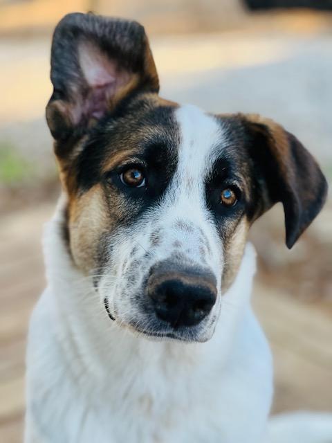 Echo, adoptable, Young Male Great Pyrenees & German Shepherd Dog.