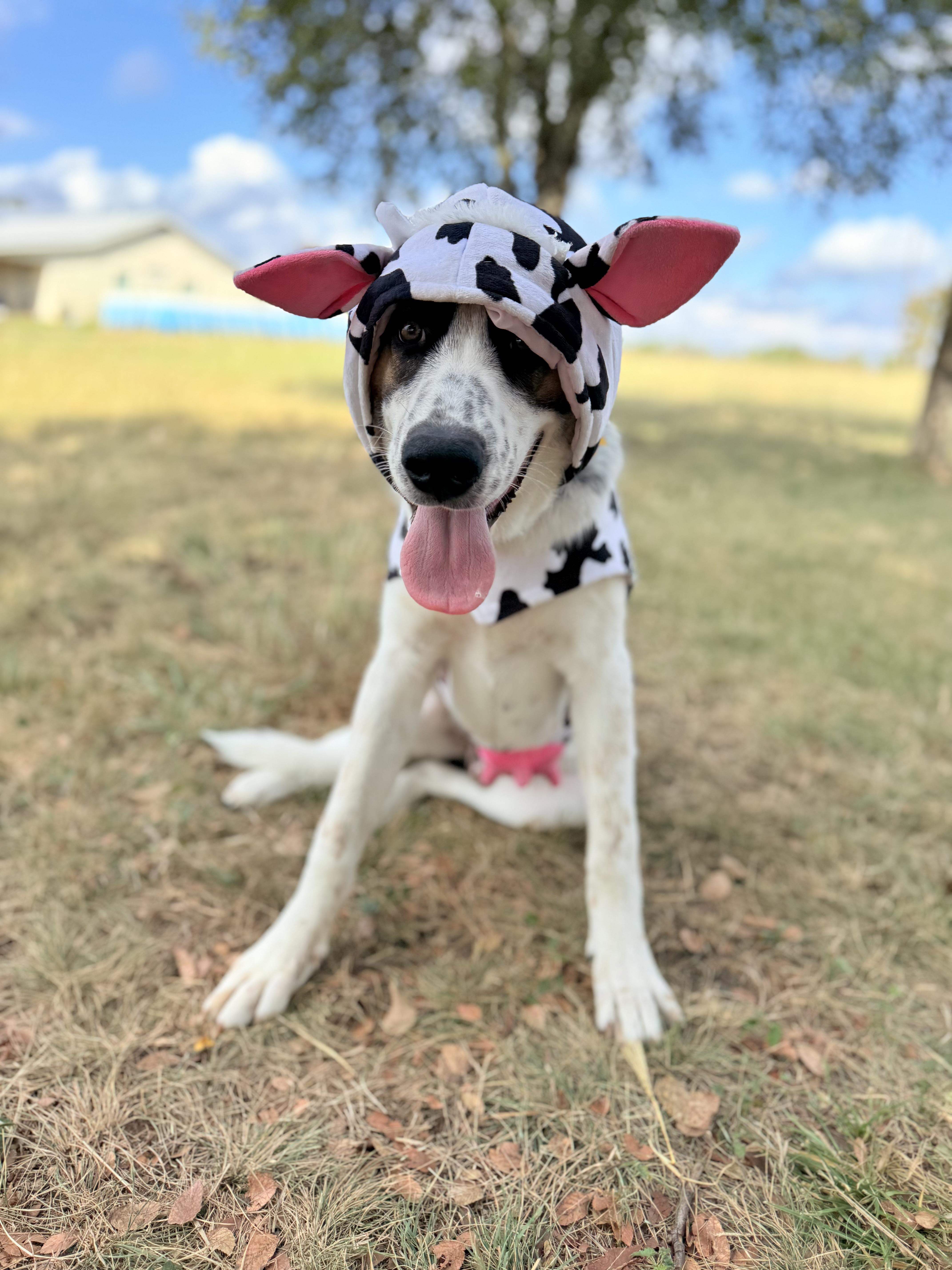 Enlarge Echo, a Adoptable mixed breed in Itasca, TX image 1/6