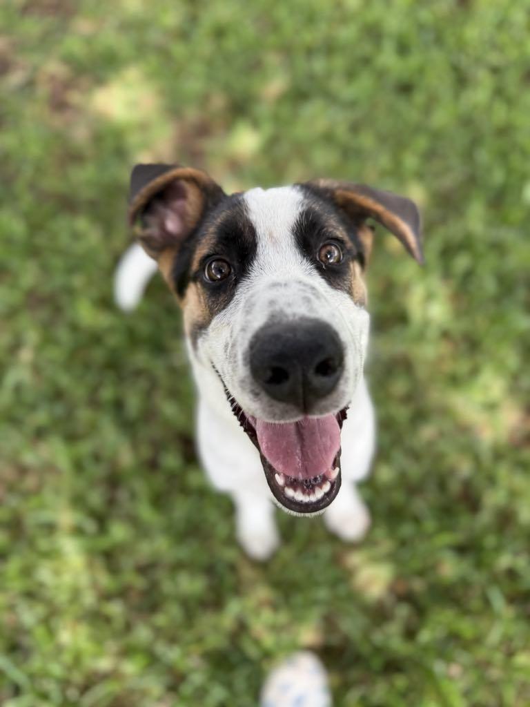 Enlarge Echo, a Adoptable mixed breed in Itasca, TX image 3/6