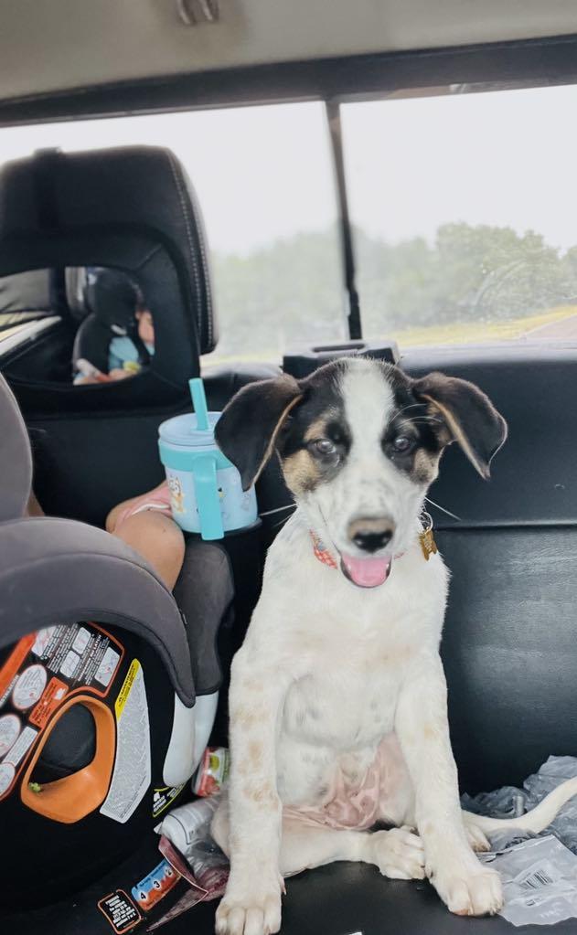 Enlarge Echo, a Adoptable mixed breed in Itasca, TX image 5/6