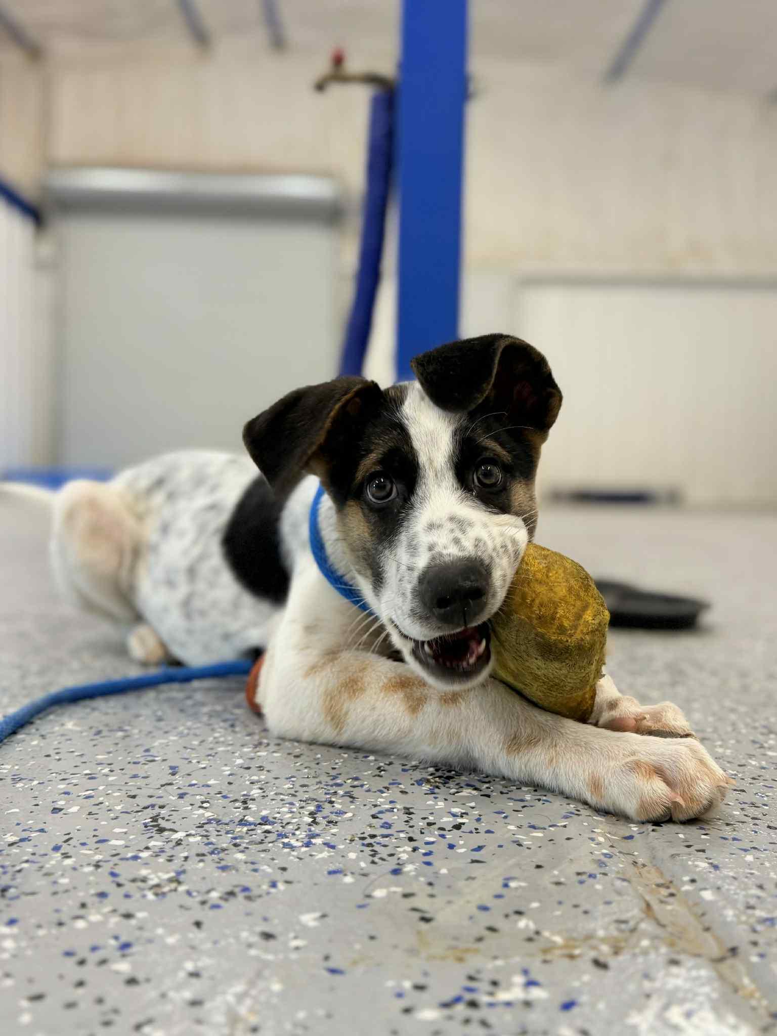 Enlarge Echo, a Adoptable mixed breed in Itasca, TX image 4/6