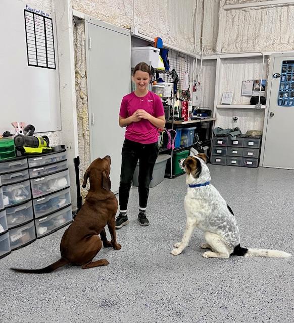 Enlarge Echo, an adoptable mixed breed in Itasca, TX image 2/6