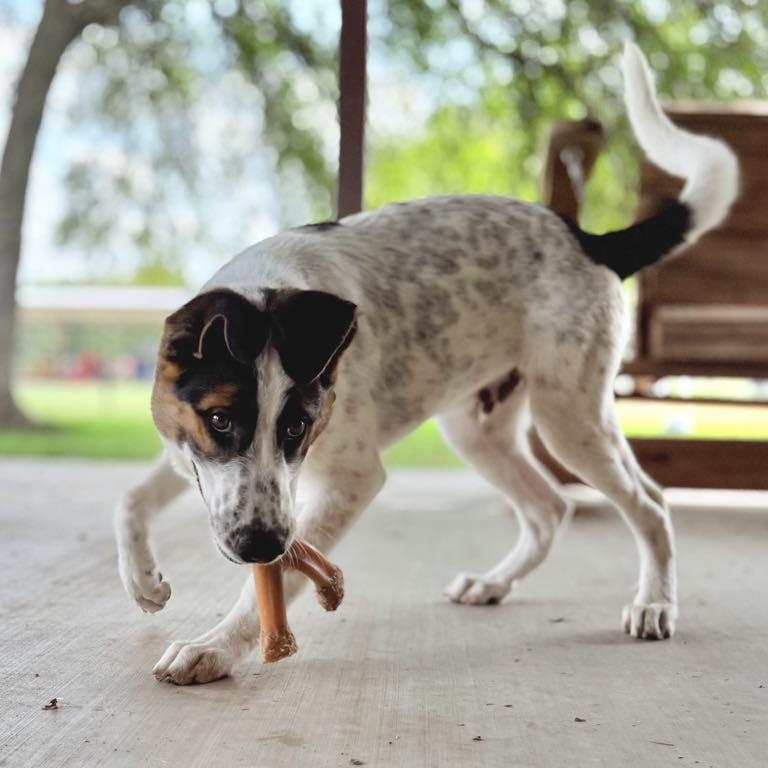 Enlarge Echo, a Adoptable mixed breed in Itasca, TX image 2/6