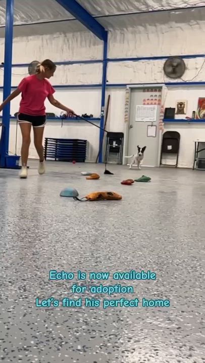 Enlarge Echo, a Adoptable mixed breed in Itasca, TX video 6/6