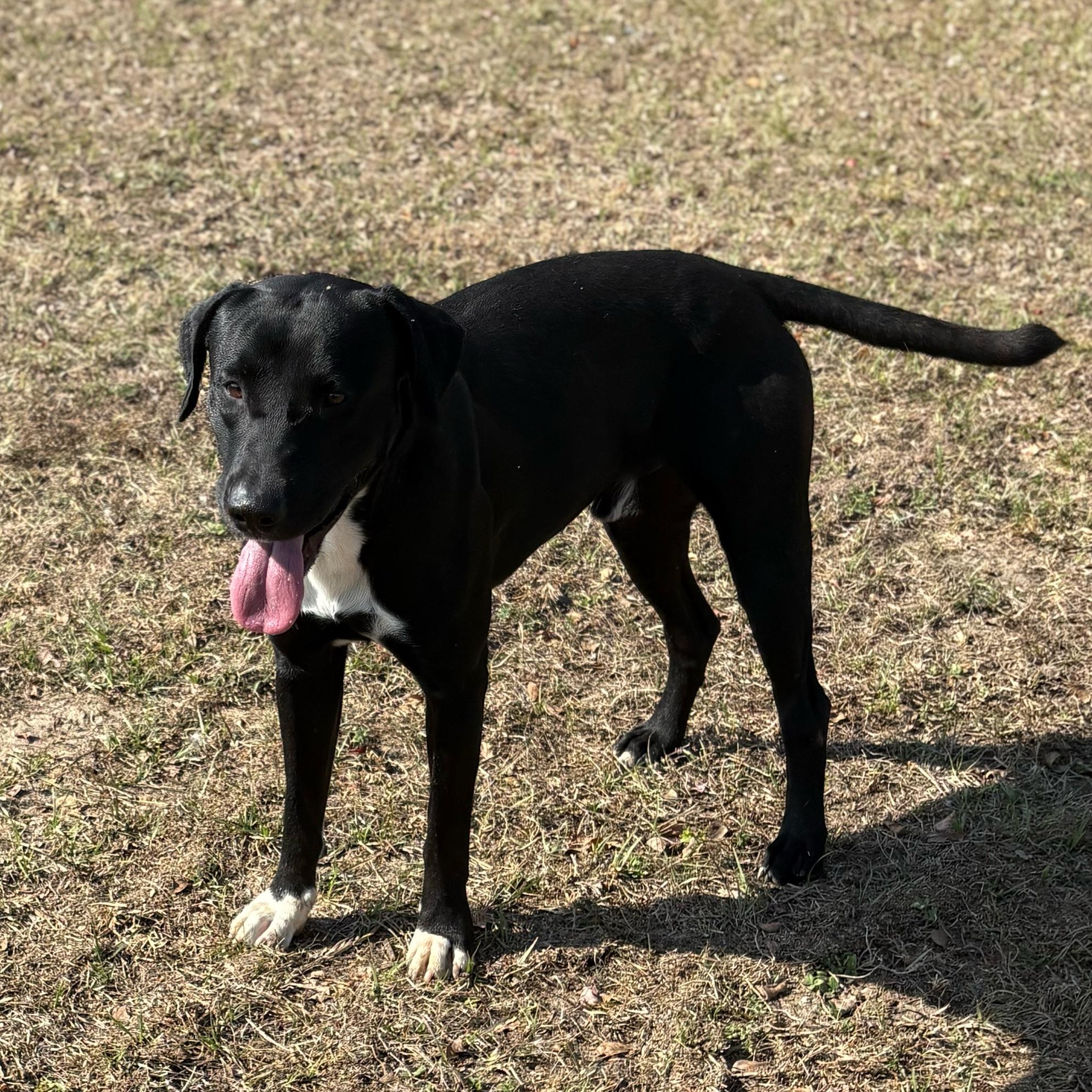 Huckleberry, a Adoptable mixed breed in Valdosta, GA image 3/4