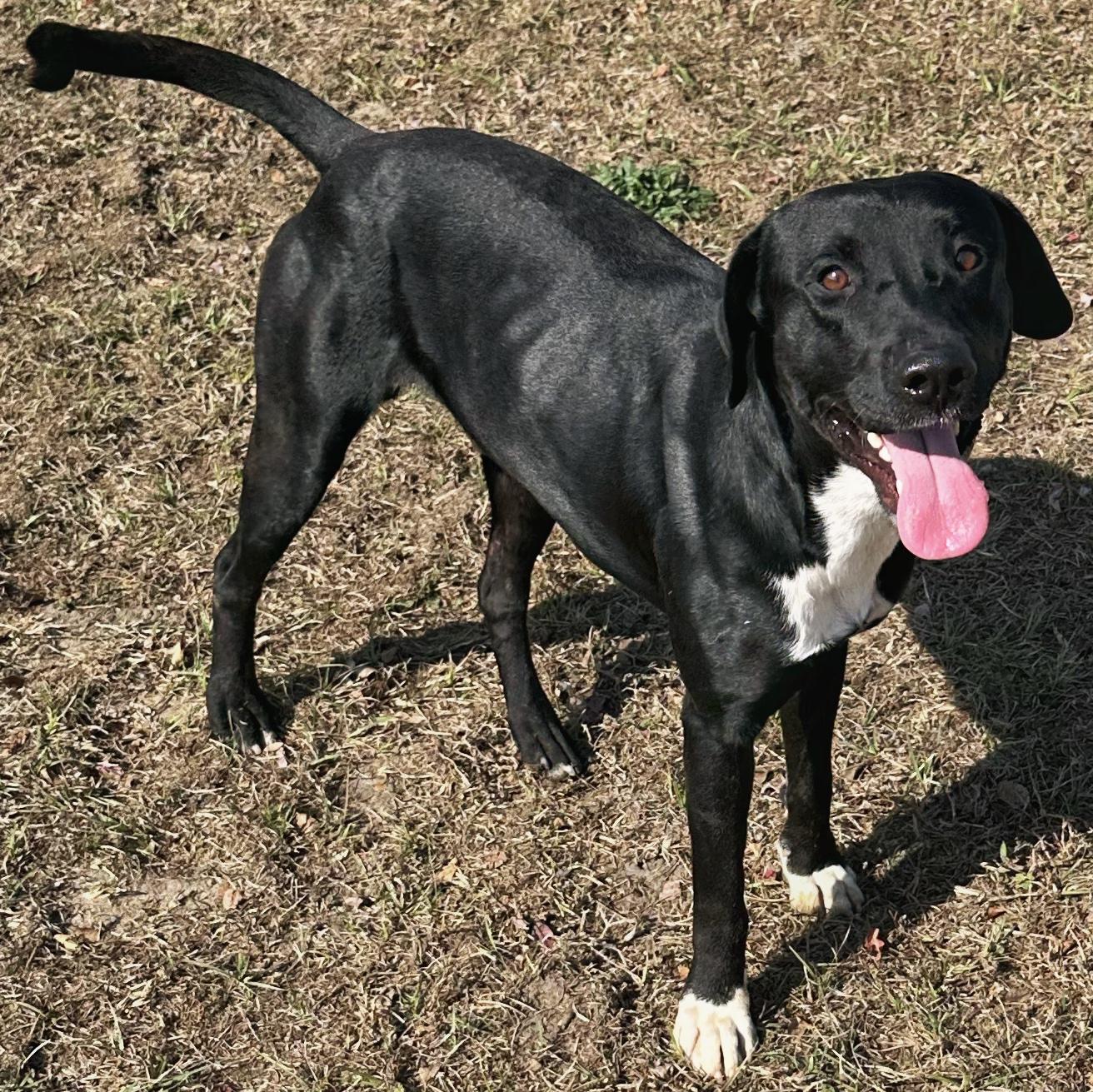 Huckleberry, a Adoptable mixed breed in Valdosta, GA image 2/4