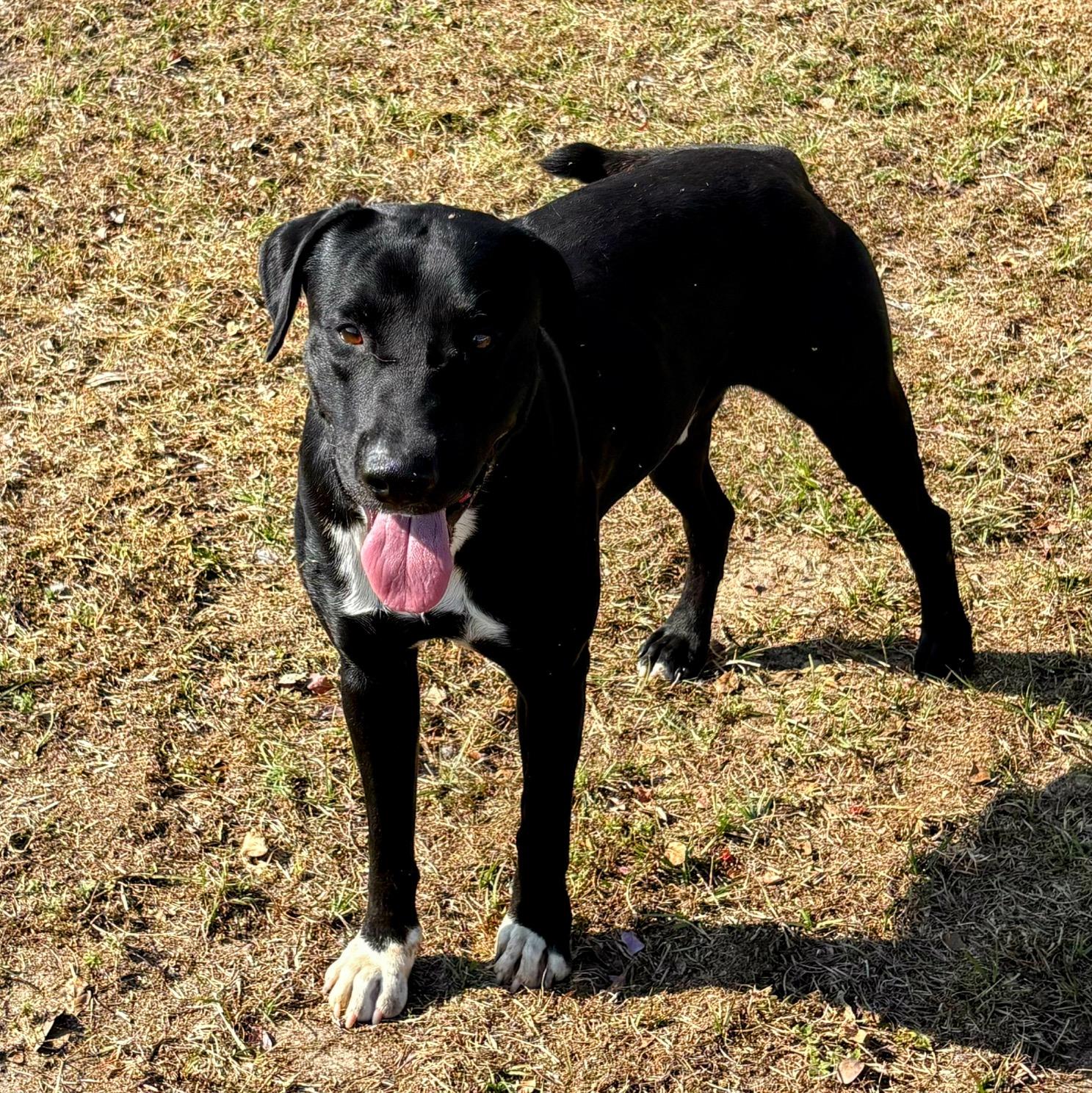 Huckleberry, a Adoptable mixed breed in Valdosta, GA image 4/4