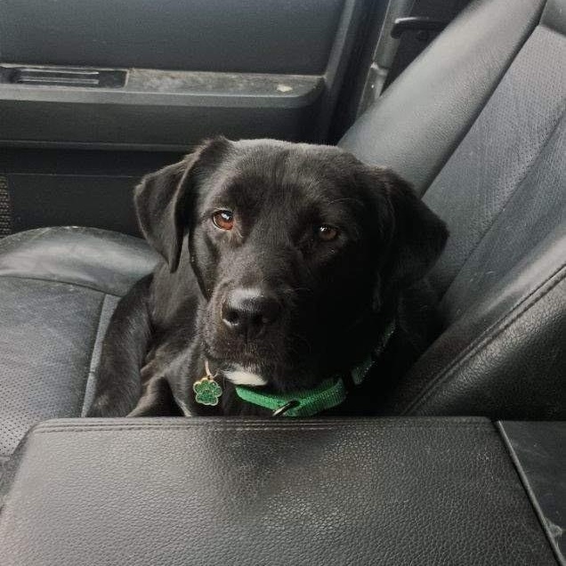 Enlarge Squirrel, an adopted mixed breed in Manistique, MI image 1/4