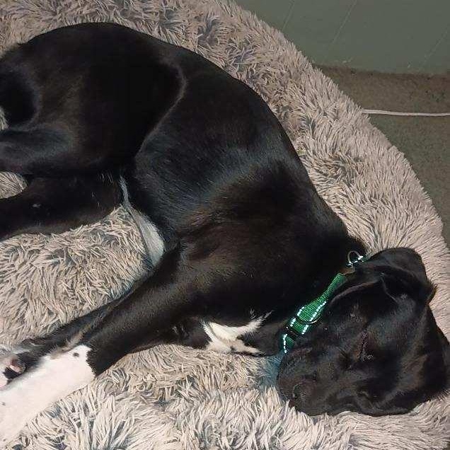 Enlarge Squirrel, an adopted mixed breed in Manistique, MI image 2/4