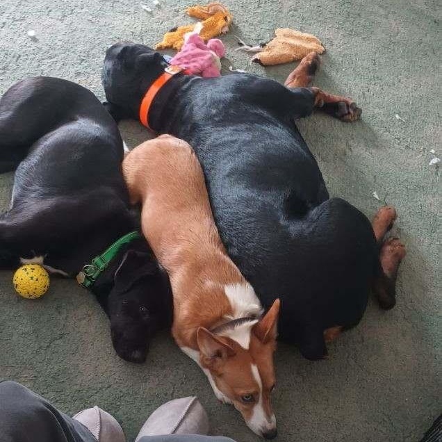 Enlarge Squirrel, an adopted mixed breed in Manistique, MI image 4/4